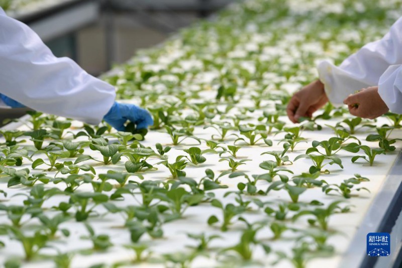 肥東縣安徽現(xiàn)代霧耕農業(yè)科技示范園植物工廠5