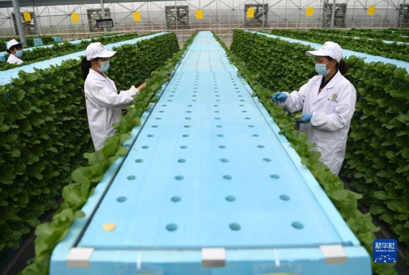 肥東縣安徽現(xiàn)代霧耕農業(yè)科技示范園植物工廠8