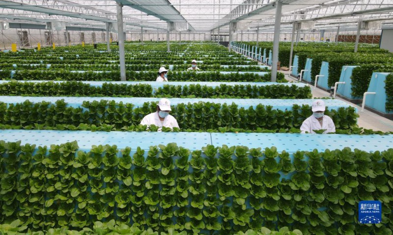 肥東縣安徽現(xiàn)代霧耕農業(yè)科技示范園植物工廠2