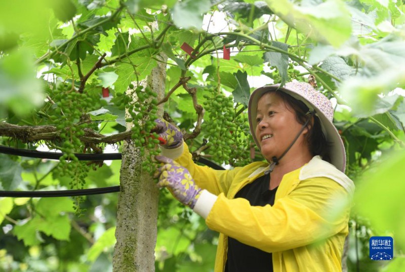 5月6日，在廣西東蘭縣武篆鎮(zhèn)東里村葡萄園，村民在管護(hù)葡萄。