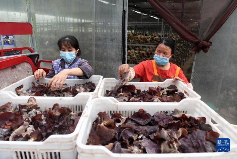 5月6日，在廣西東蘭貴隆生態(tài)農(nóng)業(yè)科技有限公司食用菌產(chǎn)業(yè)園，工人分揀剛采摘的食用菌。