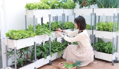 陽臺農業(yè) 小眾群體催生的百億元級市場