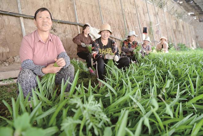 7月5日，在青?；萏镛r(nóng)業(yè)種植基地內(nèi)，農(nóng)戶收割蔬菜。攝影：鄧建青