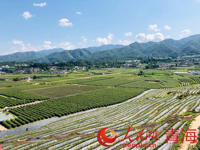 遠(yuǎn)眺藍(lán)莓基地。人民網(wǎng) 劉沛然攝
